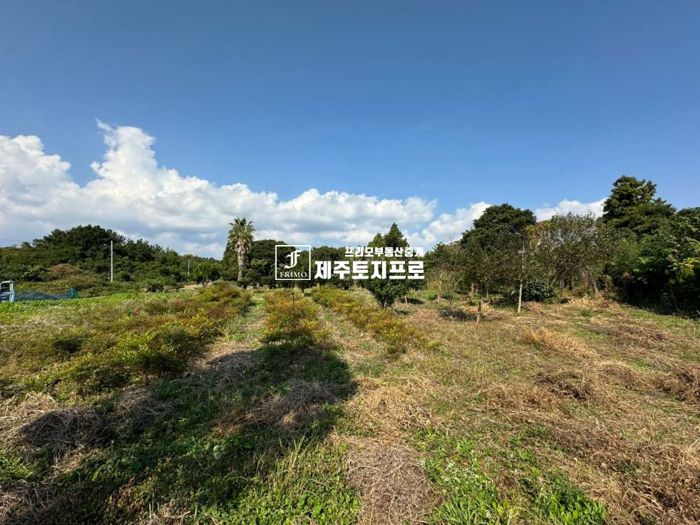 제주 서귀포시 표선면 하천리 급매/서귀포시 표선면 하천리 모양좋은 토지매매/약3m이상 도로접/신풍입구교차로진입용이 매매 매물번호 10475 사진 2