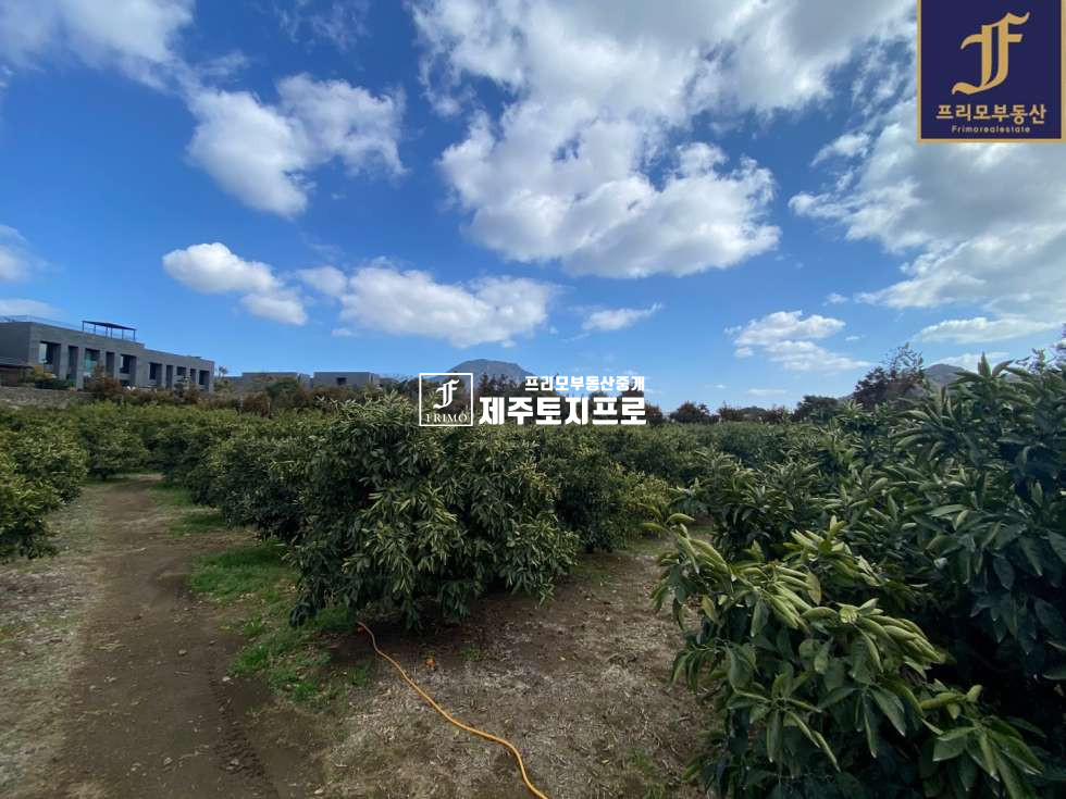 제주 서귀포시 대정읍 안성리 서귀포시 대정읍 안성리 개인주택, 전원주택,타운하우스 부지로 강력추천드리는 토지 매매 매물번호 10228 사진 4