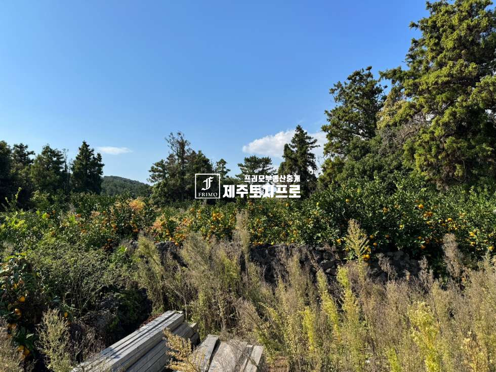 제주 서귀포시 표선면 하천리 급급매/서귀포시 표선면 하천리 모양좋은 토지매매/돌창고o/약 4m이상 도로 넓게 접 매매 매물번호 10476 사진 2