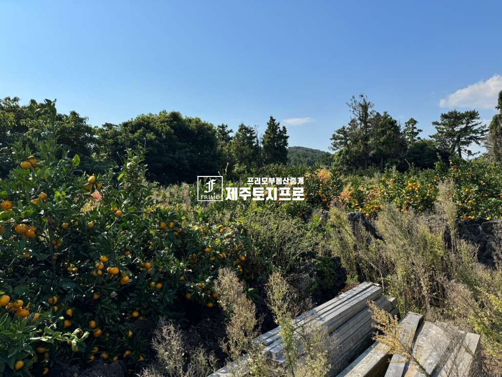 제주 서귀포시 표선면 하천리 급급매/서귀포시 표선면 하천리 모양좋은 토지매매/돌창고o/약 4m이상 도로 넓게 접 매매 매물번호 10476 사진 3