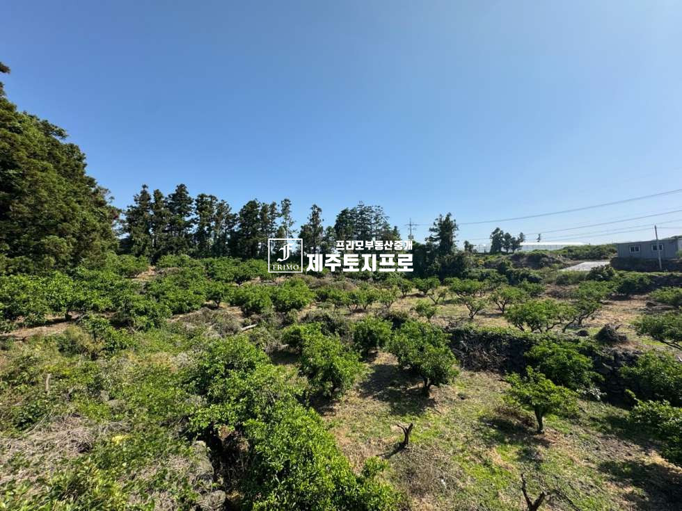 제주 제주시 애월읍 상가리 제주시 애월읍 상가리 모양 좋은 코너자리 토지매매/인근 시세대비 급매가격 매매 매물번호 10582 사진 4