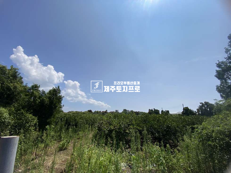 제주 제주시 한경면 두모리 (급매)한경면토지/도로접토지/과수원토지/토지매매 매매 매물번호 10648 사진 1