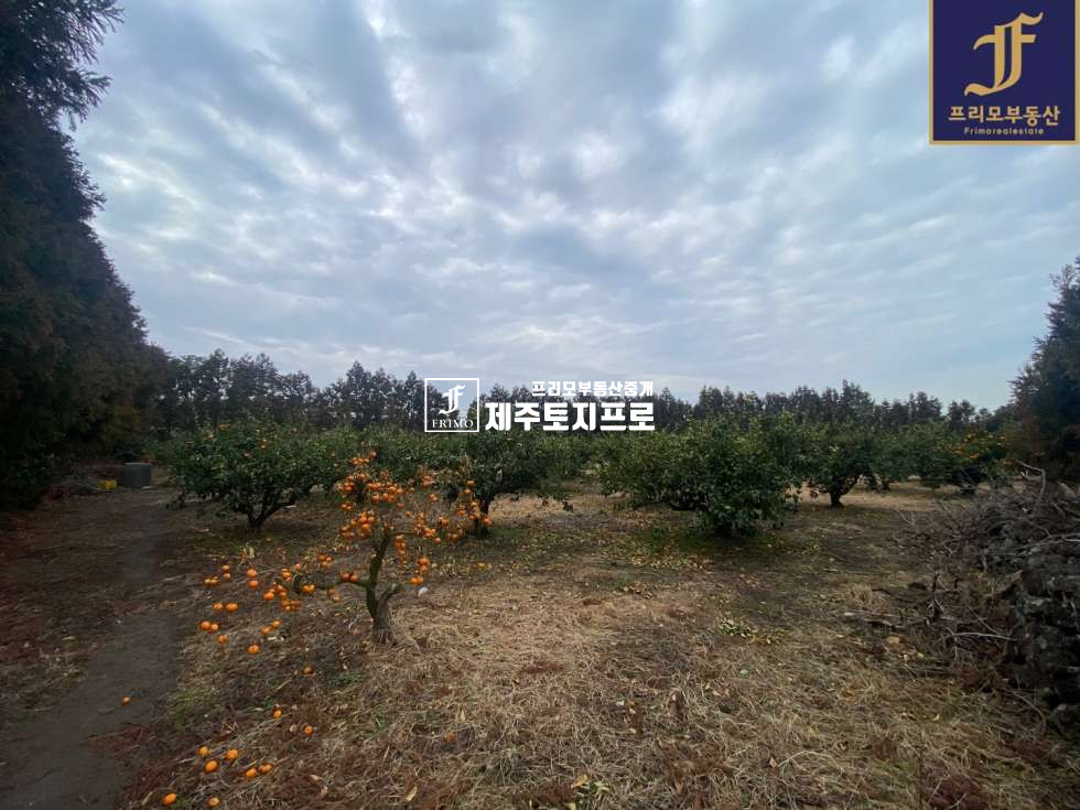 제주 제주시 애월읍 광령리 제주시 애월읍 광령리 전원주택,타운하우스 부지로 강력추천드리는 토지/한라산뷰o/먼바다뷰o 매매 매물번호 10189 사진 6