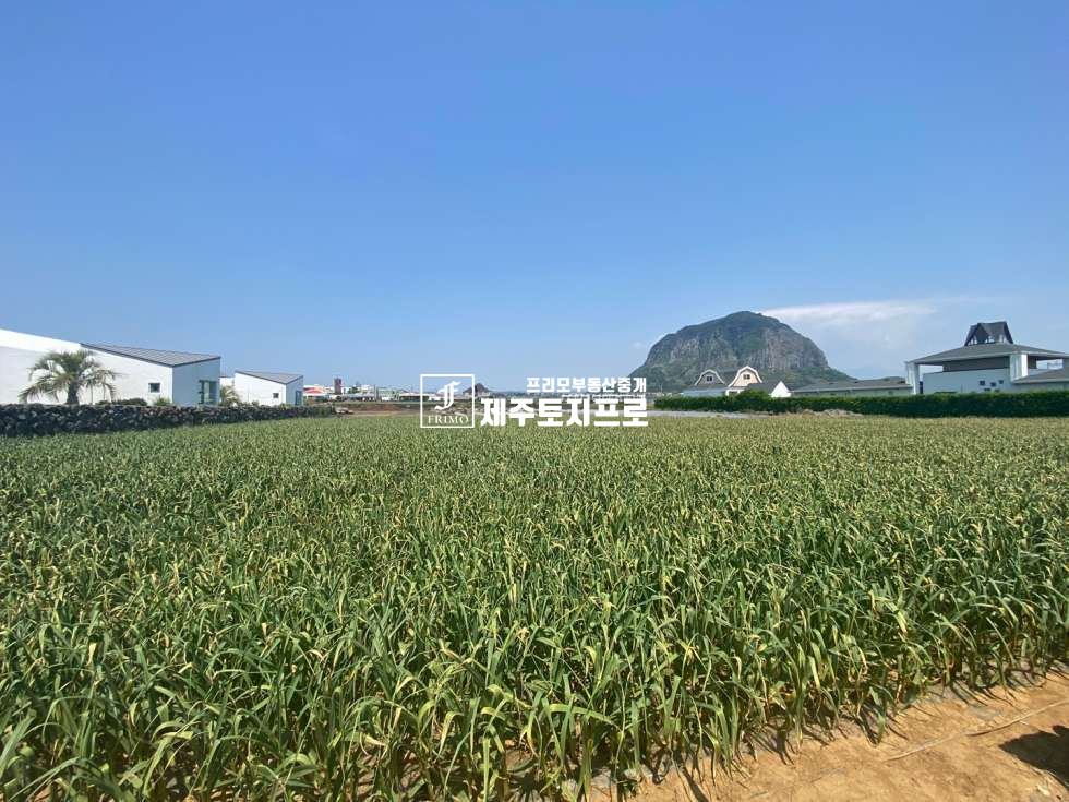 제주 서귀포시 안덕면 사계리 서귀포시 안덕면 사계리 도로 잘 접한 건축가능한 토지/뷰 최상의 위치/상가주택 및 농어촌민박 등 강력추천하는 토지 매매 매물번호 10022 사진 8