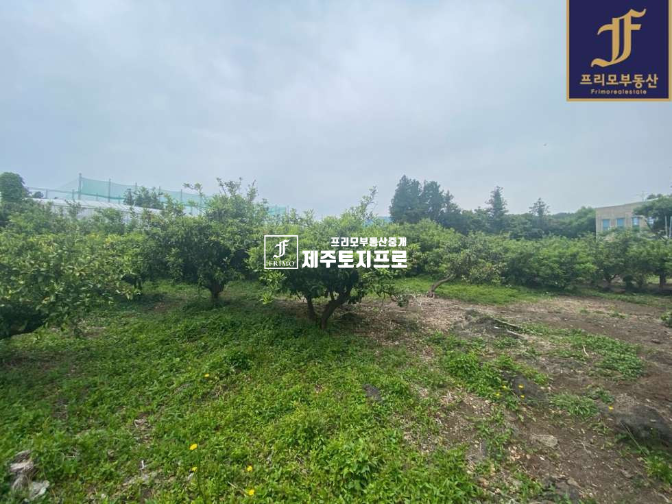 제주 서귀포시 토평동 서귀포시 토평동 4차선 대로변 접한 건축가능한 토지/분할매수가능 매매 매물번호 10170 사진 3