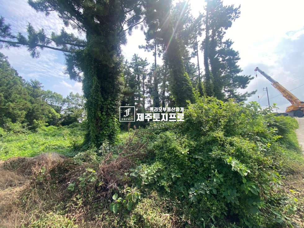 제주 제주시 애월읍 장전리 제주시 애월읍 장전리 장전초등학교 인근 이차선도로접한 토지매매/외지인매입가능/분할매매가능 매매 매물번호 10403 사진 3